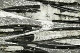 Polished Fossil Orthoceras (Cephalopod) Plate - Morocco #359664-1
